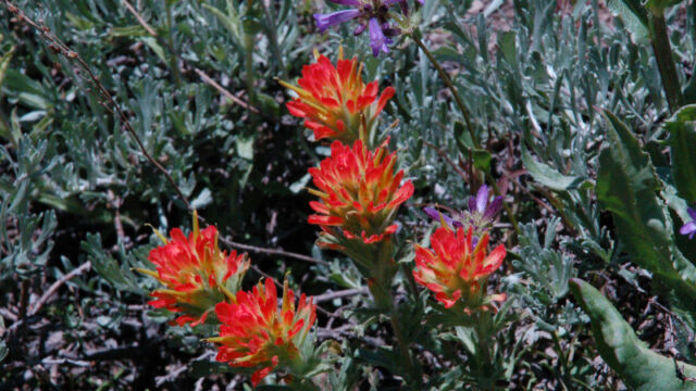 Castilleja applegatei var. breweri Brewer's Indian Paintbrush, Castilleja applegatei var. breweri