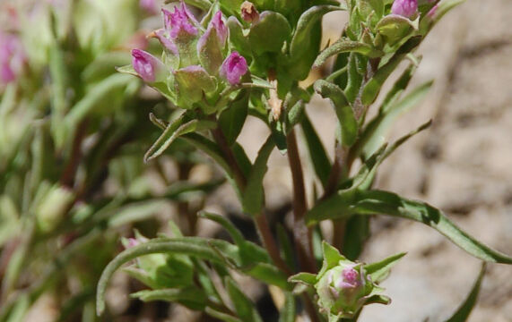 Orthocarpus cuspidatus ssp. copelandii Copeland's owl's clover, Orthocarpus cuspidatus ssp. copelandii