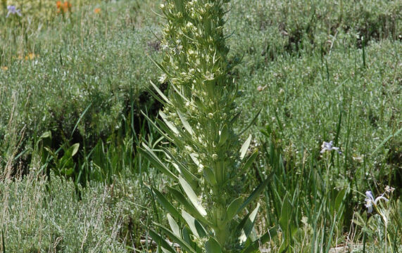 Frasera speciosa Monument Plant, Frasera speciosa