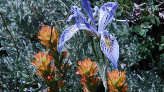 Iris missouriensis Rocky Mountain Iris, Iris missouriensis, and Paintbrush