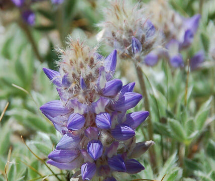 Lupine sp.