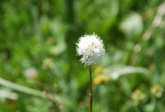 Polygonum bistortoides Western Bistort, Polygonum bistortoides
