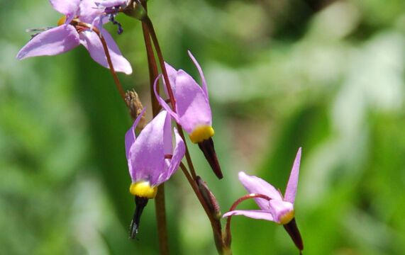 Primula tetrandra Alpine Shooting Star, Primula tetrandra