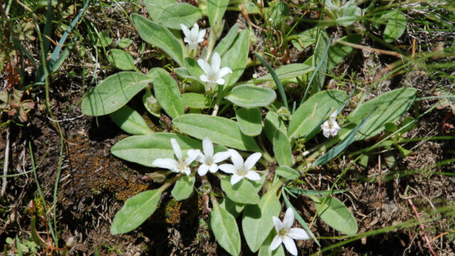 Hesperochiron californicus California Hesperochiron, Hesperochiron californicus