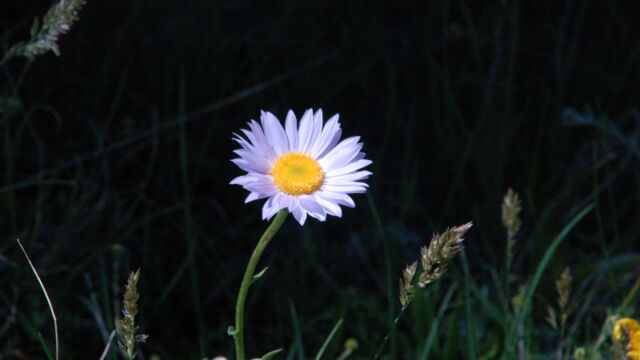 Erigeron peregrinus Wandering Daisy, Erigeron peregrinus
