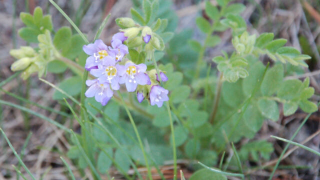 Polemonium occidentale Western Polemonium, Polemonium occidentale