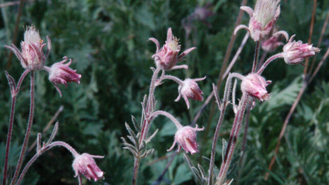 Geum triflorum Prairie Smoke, Geum triflorum