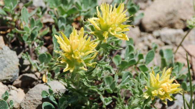 Castilleja applegatei var. breweri Brewer's Indian Paintbrush, yellow variant, Castilleja applegatei var. breweri