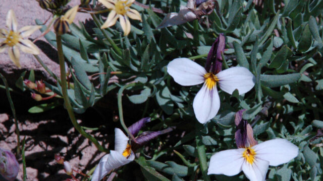 Viola beckwithii Beckwith's violet, Viola beckwithii