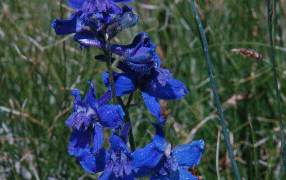 Delphinium polycladon Mountain Marsh Larkspur, Delphinium polycladon