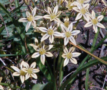 Triteleia ixioides Pretty Face, Triteleia ixioides
