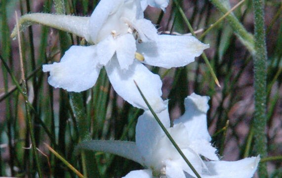 Delphinium hanseni Hansen's larkspur, Delphinium hanseni