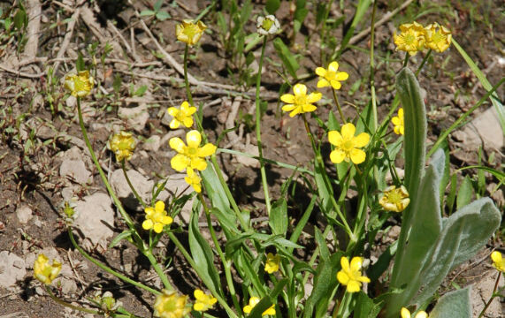 Ranunculus alismifolius Water-plantain Buttercup, Ranunculus alismifolius