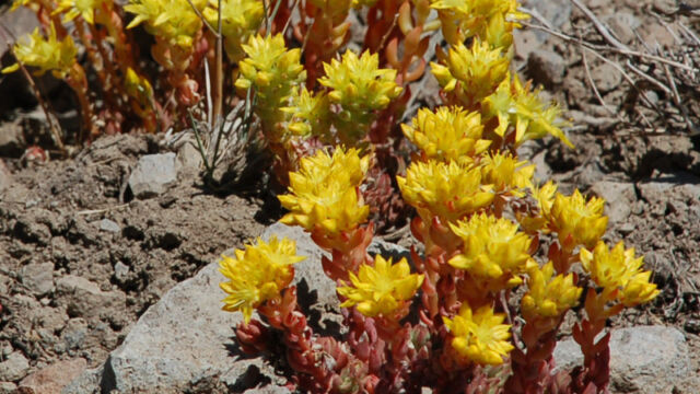 Sedum lanceolatum Lance Leaf Stonecrop, Sedum lanceolatum
