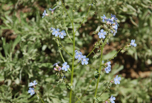 Hackelia micrantha Jessica's Stickseed, Hackelia micrantha