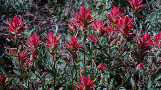Castilleja miniata var. miniata Scarlet Indian Paintbrush, Castilleja miniata var. miniata