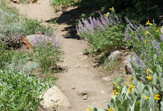 Meiss trail, lower part