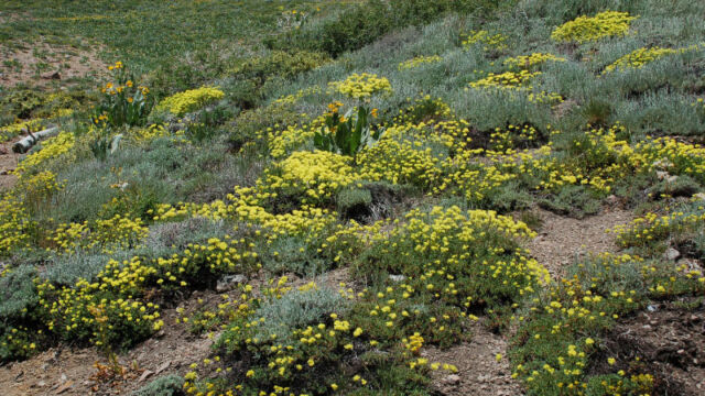 Eriogonum umbellatum Sulphur buckwheat, Eriogonum umbellatum
