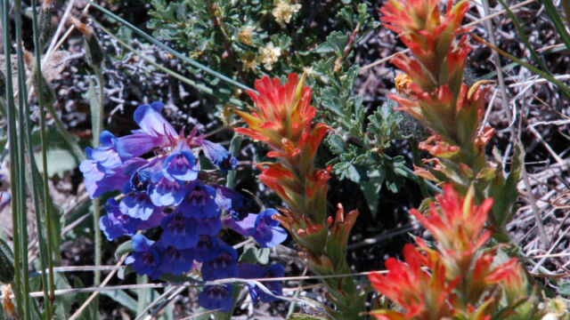 Showy Penstemon and Paintbrush