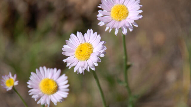 Erigeron peregrinus Wandering Daisy, Erigeron peregrinus