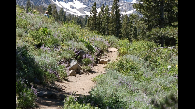 First wildflower area, drier