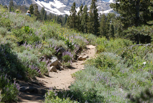First wildflower area, drier