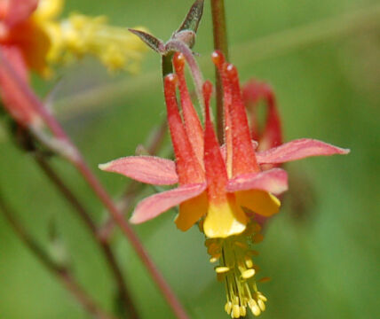 Aquilegia formosa Crimson Columbine, Aquilegia formosa