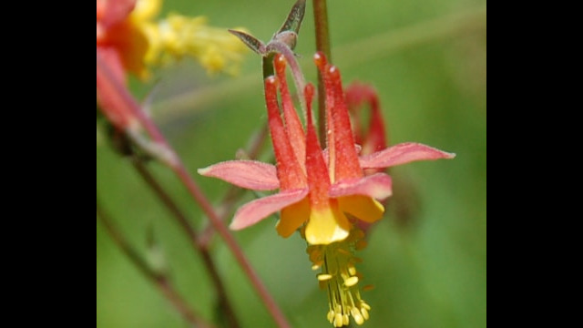 Aquilegia formosa Crimson Columbine, Aquilegia formosa