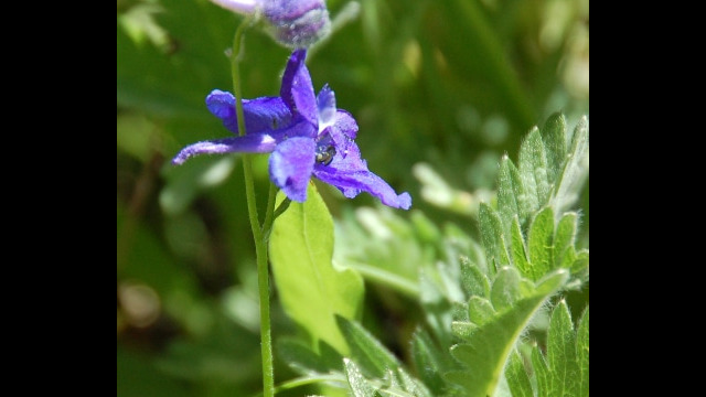 Delphinium polycladon Mountain Marsh Larkspur, Delphinium polycladon