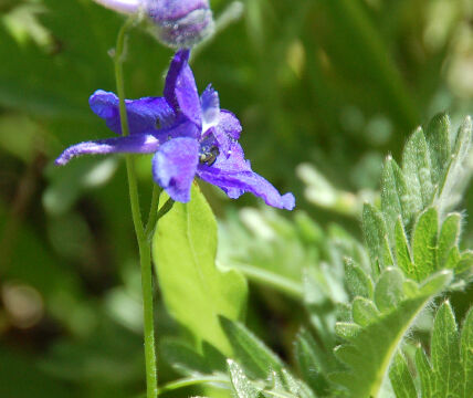 Delphinium polycladon Mountain Marsh Larkspur, Delphinium polycladon