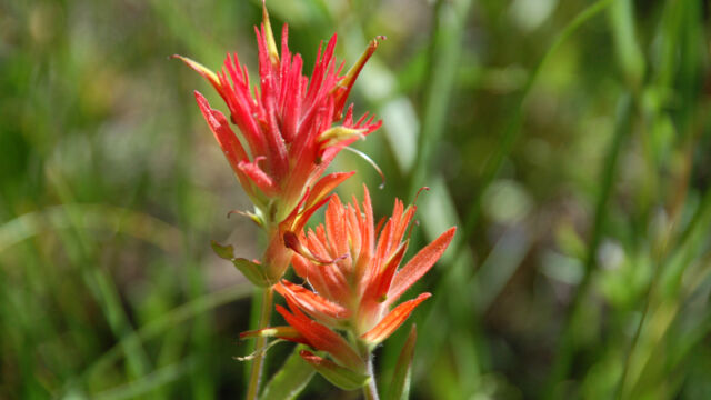 Castilleja miniata var. miniata Scarlet Indian Paintbrush, Castilleja miniata var. miniata