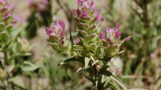 Orthocarpus cuspidatus ssp. copelandii Copeland's owl's clover, Orthocarpus cuspidatus ssp. copelandii