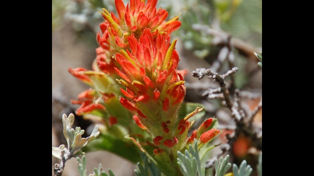 Castilleja applegatei var. breweri Brewer's Indian Paintbrush, Castilleja applegatei var. breweri