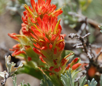 Castilleja applegatei var. breweri Brewer's Indian Paintbrush, Castilleja applegatei var. breweri