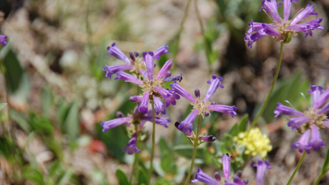 Penstemon rydbergii Meadow Penstemon, Penstemon rydbergii