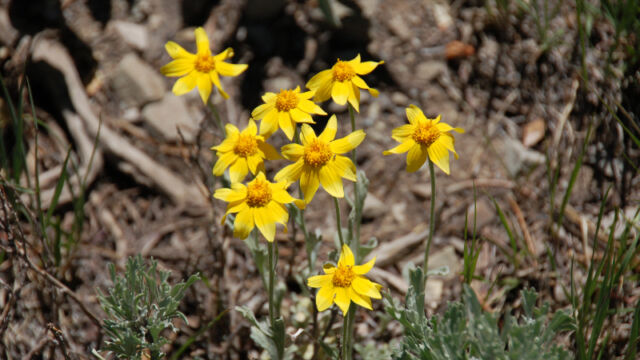 Eriophyllum lanatum Woolly Sunflower, Eriophyllum lanatum