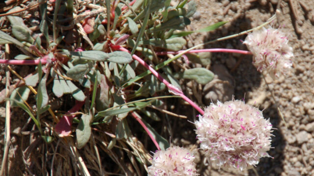 Calyptridium umbellatum Pussy Paws, Calyptridium umbellatum
