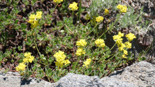 Eriogonum umbellatum Sulphur Buckwheat, Eriogonum umbellatum