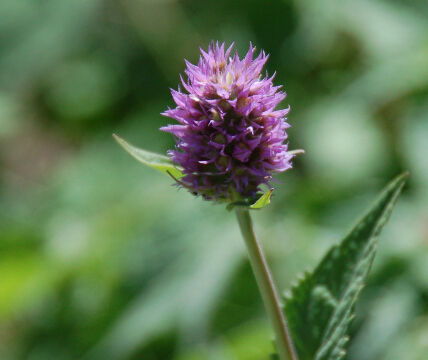 Agastache urticifolia Nettleleaf Horsemint, Agastache urticifolia