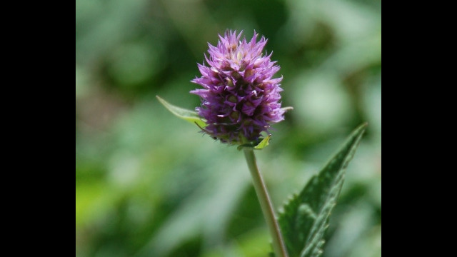 Agastache urticifolia Nettleleaf Horsemint, Agastache urticifolia