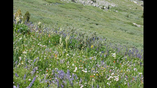 Hillside of flowers