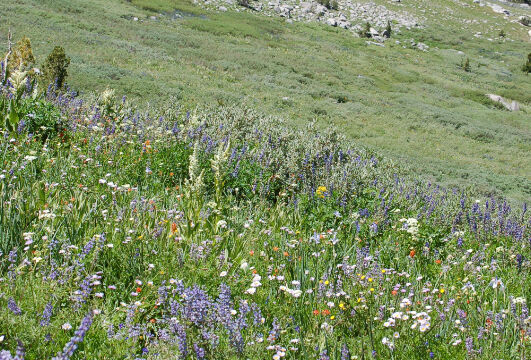 Hillside of flowers