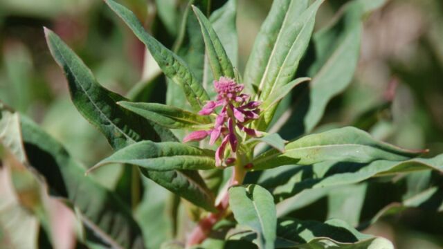Fireweed