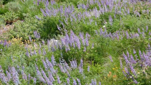 Lupines on hillside
