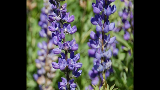 Lupine
