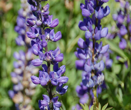 Lupine