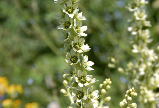 Veratrum californicum California Corn-Lily, Veratrum californicum