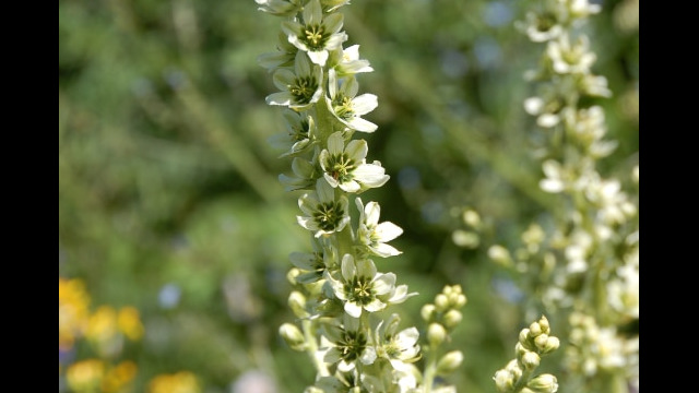 Veratrum californicum California Corn-Lily, Veratrum californicum