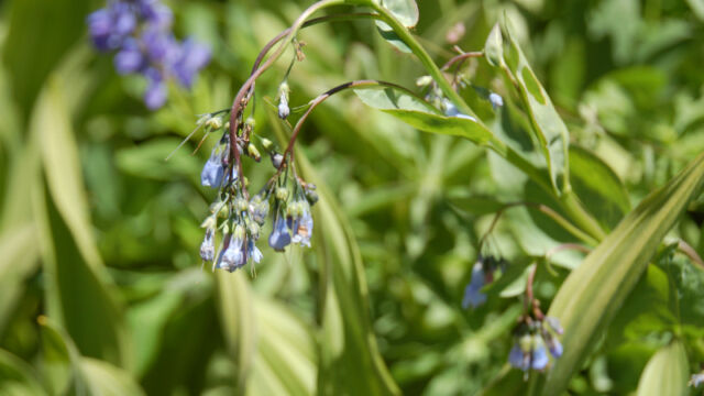 Mertensia ciliata Mountain Bluebells, Mertensia ciliata