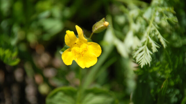Mimulus guttatus Seep Monkeyflower, Mimulus guttatus